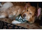 Adopt Aslan a Tan/Yellow/Fawn Husky / Akita / Mixed dog in Plano, TX (37609721)