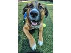 Adopt Toby a Brown/Chocolate German Shepherd Dog / Mixed dog in Roseville