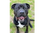 Adopt 2303-0092 Smirk a Black - with White Pit Bull Terrier / Mixed dog in