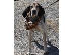 Adopt Millie a Black - with White Bluetick Coonhound / English (Redtick)