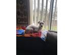 Adopt Melvin a White Havanese / Mixed dog in Roseville, CA (37609469)