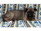 Adopt Fern a Brown/Chocolate German Shepherd Dog / Boxer / Mixed dog in