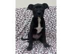 Adopt Juniper a Black German Shepherd Dog / Boxer / Mixed dog in Staunton