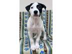 Adopt Aspen a White German Shepherd Dog / Boxer / Mixed dog in Staunton