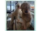 Adopt Rusty & Reilly a White Mixed Breed (Large) / Poodle (Standard) / Mixed dog