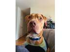 Adopt Marty a Red/Golden/Orange/Chestnut American Pit Bull Terrier / Mixed dog