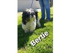 Adopt Bertie a Shih Tzu / Mixed dog in Columbia, TN (37608321)