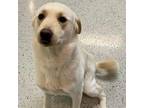 Adopt Buddy a Tan/Yellow/Fawn Labrador Retriever / Mixed dog in Erie