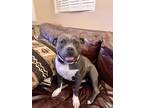Adopt Mecca a Gray/Silver/Salt & Pepper - with White American Pit Bull Terrier /