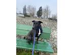 Adopt Clyde a Black - with White American Pit Bull Terrier / Belgian Malinois /