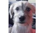 Adopt Chewy a Tricolor (Tan/Brown & Black & White) Terrier (Unknown Type
