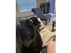 Adopt Sombra a Black - with White Great Dane / Great Dane / Mixed dog in