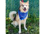 Adopt LOKI a Tricolor (Tan/Brown & Black & White) Pomeranian / Husky / Mixed dog