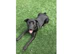 Adopt Nala a Black Labrador Retriever / Weimaraner / Mixed dog in Folsom