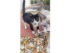 Adopt Missu a All Black Colorpoint Shorthair / Mixed (medium coat) cat in Miami