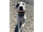 Adopt Tod a White Foxhound / Mixed dog in Pullman, WA (37605064)
