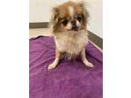 Adopt Maude a Pekingese / Mixed dog in Vancouver, WA (37606132)