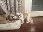 Adopt Domino & Aubie a White - with Black Shih Tzu / Mixed dog in Lagrange