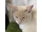 Adopt Ajax a Orange or Red Domestic Shorthair / Mixed cat in Spanish Fork