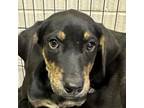 Adopt 20318K104 a Black Labrador Retriever / Mixed dog in Cleveland