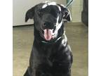Adopt 230310K058 - Boo a Black Labrador Retriever / Mixed dog in Cleveland