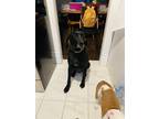 Adopt Charlie a Black Coonhound / Weimaraner / Mixed dog in Salem, OH (37605515)