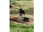Adopt COCO a Black - with White Akita / Mixed dog in Radford, VA (37605219)