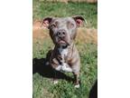Adopt Roxanne a American Staffordshire Terrier dog in Oklahoma City