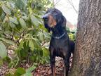 Adopt Trusty a Black Mixed Breed (Large) / Mixed dog in Ashtabula, OH (37605004)