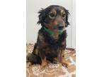 Adopt Betty a Black Dachshund / Mixed dog in Phoenix, AZ (37604687)