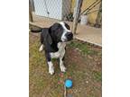 Adopt Niko a Black Basset Hound / Mixed dog in Sylva, NC (37604271)