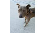 Adopt CORDELIA a Gray/Blue/Silver/Salt & Pepper Pit Bull Terrier / Mixed dog in
