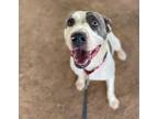 Adopt HAROLD a White American Staffordshire Terrier / Mixed dog in York