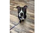 Adopt Max a Black - with White Pit Bull Terrier dog in Oklahoma City