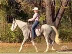Sabino Tennessee Walking Horse