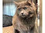 Louise, Domestic Longhair For Adoption In Newport, Oregon