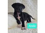 Apollo, Labrador Retriever For Adoption In Arden, North Carolina