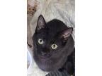 Chip, Domestic Shorthair For Adoption In Savannah, Tennessee