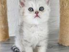 British Shorthair Silver Chinchilla Kitten Boy