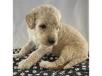 Goldendoodle Puppy for sale in Unknown, , USA