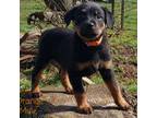 Rottweiler Puppy for sale in Gresham, OR, USA