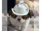 Japanese Chin PUPPY FOR SALE ADN-573166 - Sheldon Sable Male