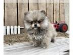 Pomeranian PUPPY FOR SALE ADN-573514 - Rare Teacup AKC Teddy Bears