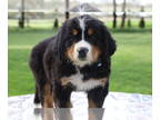 Bernese Mountain Dog PUPPY FOR SALE ADN-573348 - AKC Bernese Mt Dog Puppies