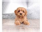 Cavapoo PUPPY FOR SALE ADN-573029 - Rufus Cute Male Cavapoo Puppy