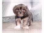 Zuchon PUPPY FOR SALE ADN-573033 - Eevee Sweet Female Teddy Bear Puppy