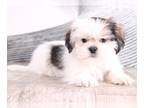 Zuchon PUPPY FOR SALE ADN-573037 - Yasmini Sweet Female Teddy Bear Puppy