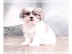 Zuchon PUPPY FOR SALE ADN-573038 - Freya Sweet Female Teddy Bear Puppy