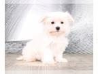Maltese PUPPY FOR SALE ADN-573058 - Unity Teacup Female Maltese Puppy