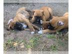Boxer PUPPY FOR SALE ADN-572374 - Male Boxer Puppies